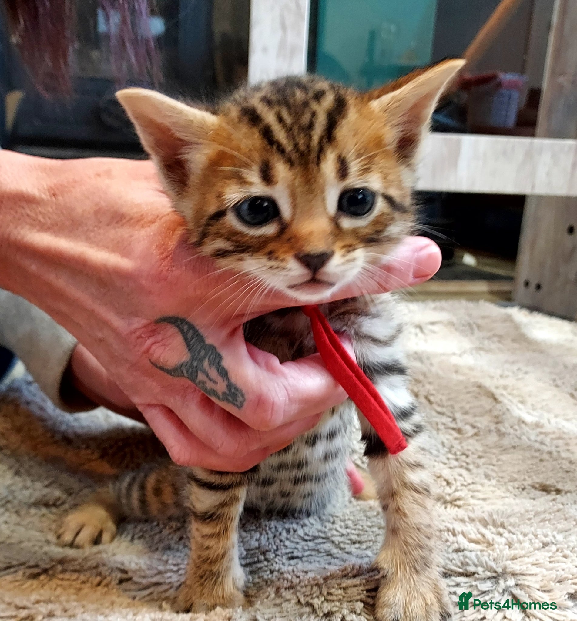Mixed Breed cats Gingal kittens x 6 (GINger Tom x benGAL - Advert 6