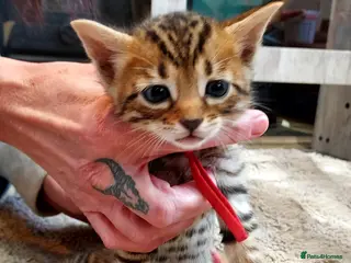 Mixed Breed cats Gingal kittens x 6 (GINger Tom x benGAL - Advert 6