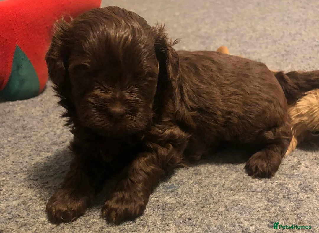 Shihpoo dogs for sale: Shihpoo puppies - Advert 1