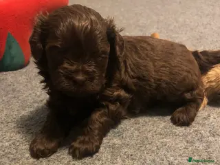 Shihpoo dogs Shihpoo puppies - Advert 1