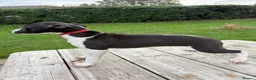 Whippet dogs for sale: Whippet pups  - Advert 5