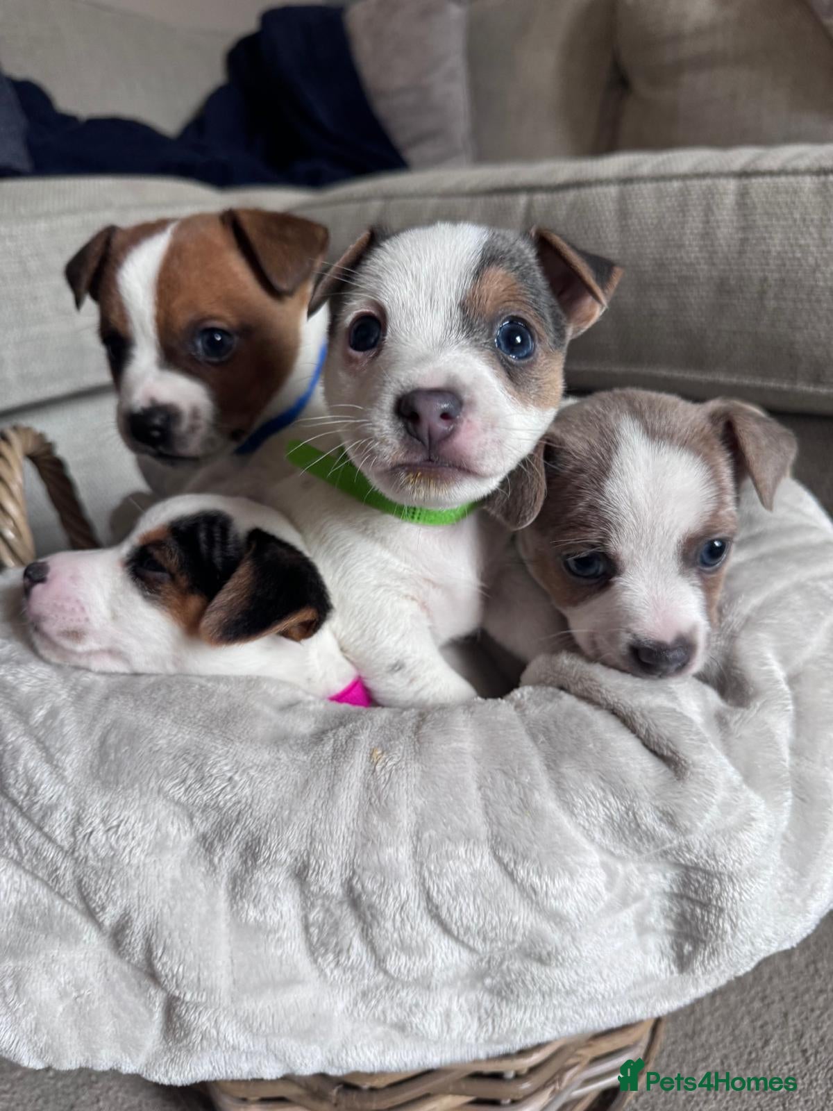 Jack Russell dogs Jack Russell Puppies - Advert 20