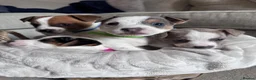 Jack Russell dogs for sale: Jack Russell Puppies in York - Advert 1