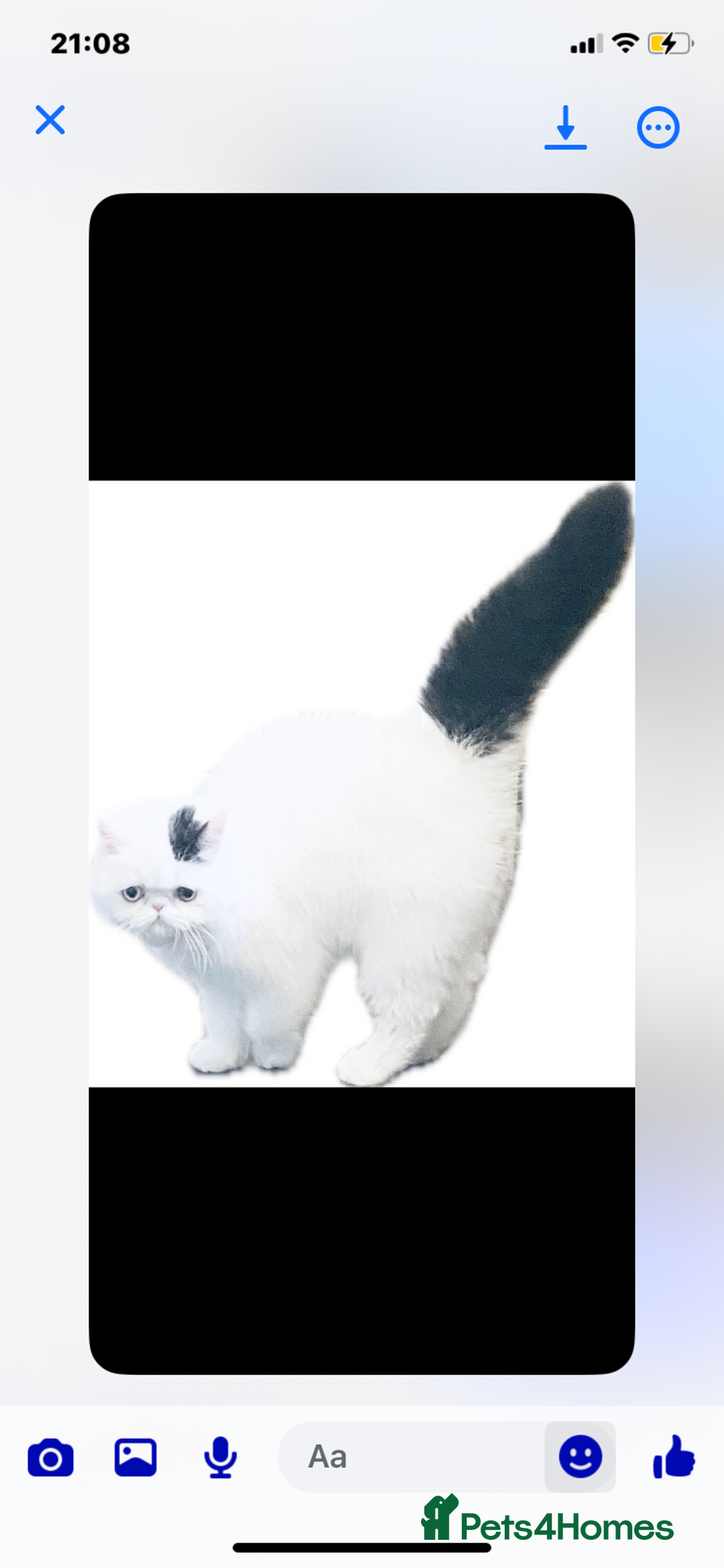 Exotic cats for sale: (Rare odd eye bicolours)🏆Exceptional. - Image 15