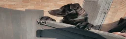 Sheprador dogs for sale: Oreo 3 years  in Nottingham - Advert 17