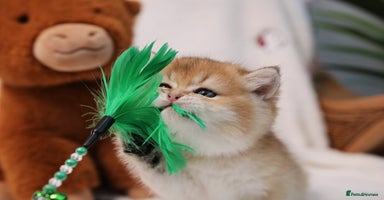 British Shorthair cats ❤️ British shorthair kittens  - Advert 15