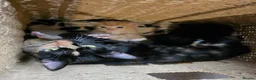 Mixed Breed cats for sale: KITTENS READY NOW in Sidmouth - Advert 2