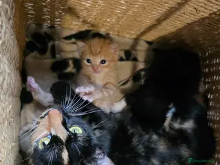 Mixed Breed cats KITTENS READY NOW - Advert 12