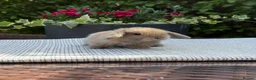 Mini Lop rabbits for sale: 7 Beautiful Mini Lop Bunnies - Advert 12