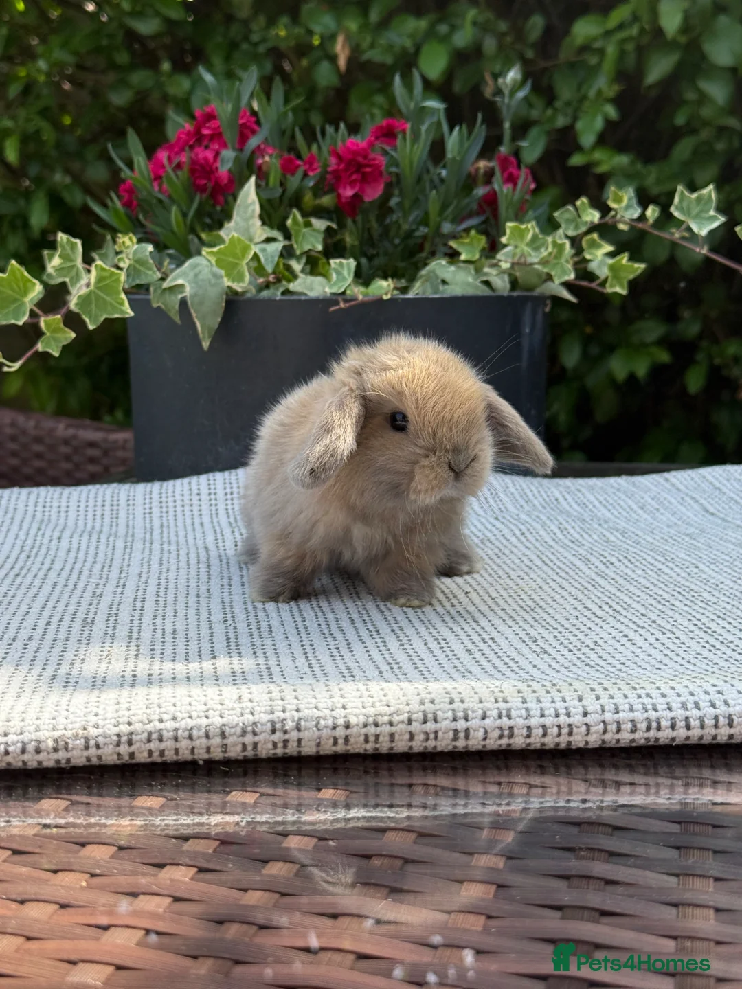 Mini Lop rabbits for sale: 7 Beautiful Mini Lop Bunnies - Advert 12