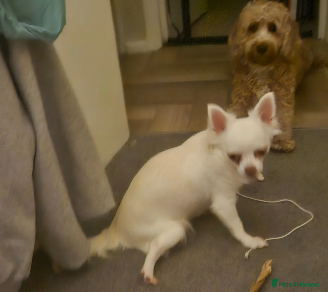 Chihuahua dogs for sale: Chihuahua puppies  in Chelmsford - Advert 9