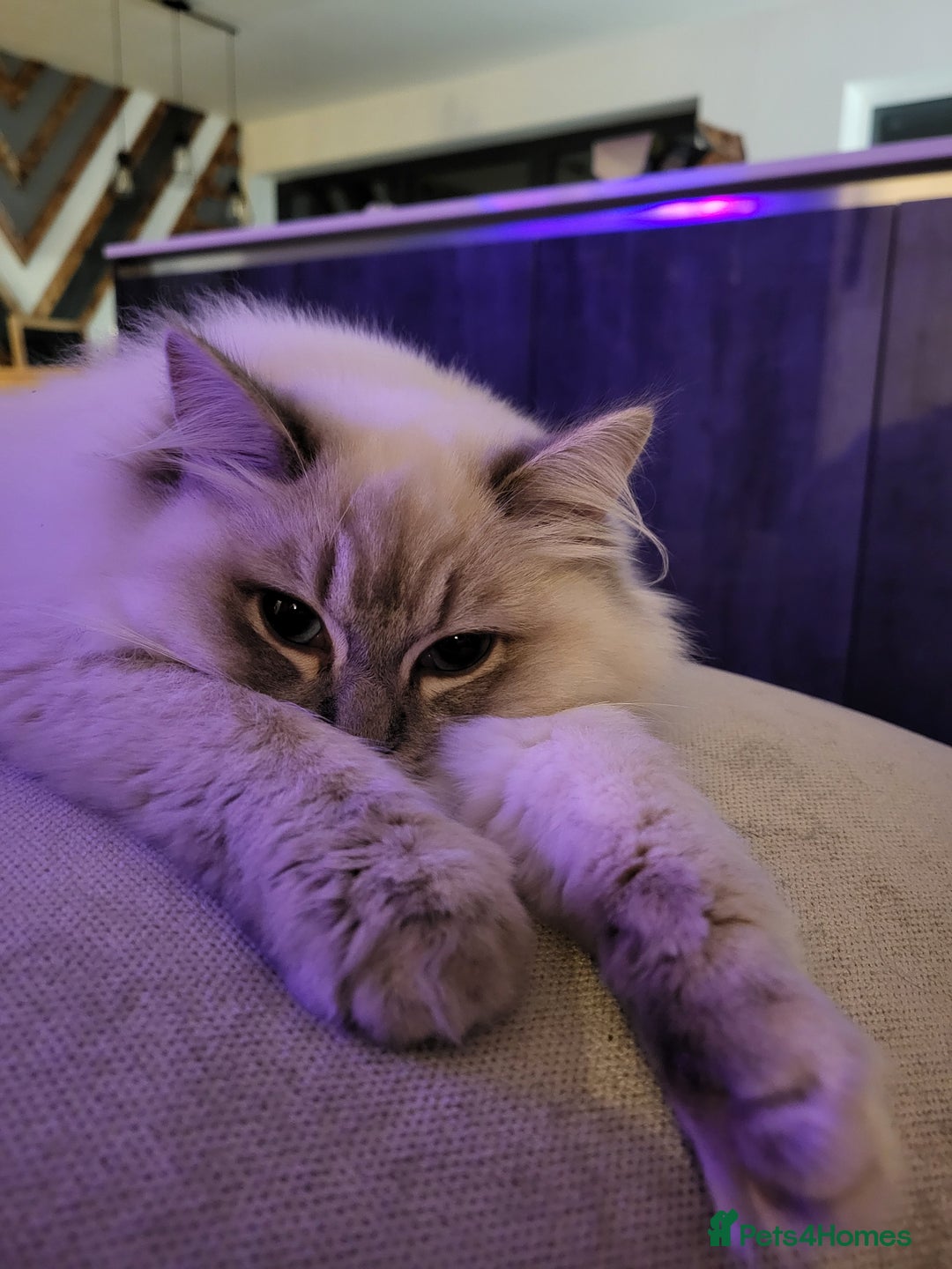Ragdoll cats for sale: Blue tabby GCCF (ACTIVE) Queen - Image 6