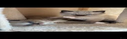Ragdoll cats for sale: Pure ragdoll - Advert 21