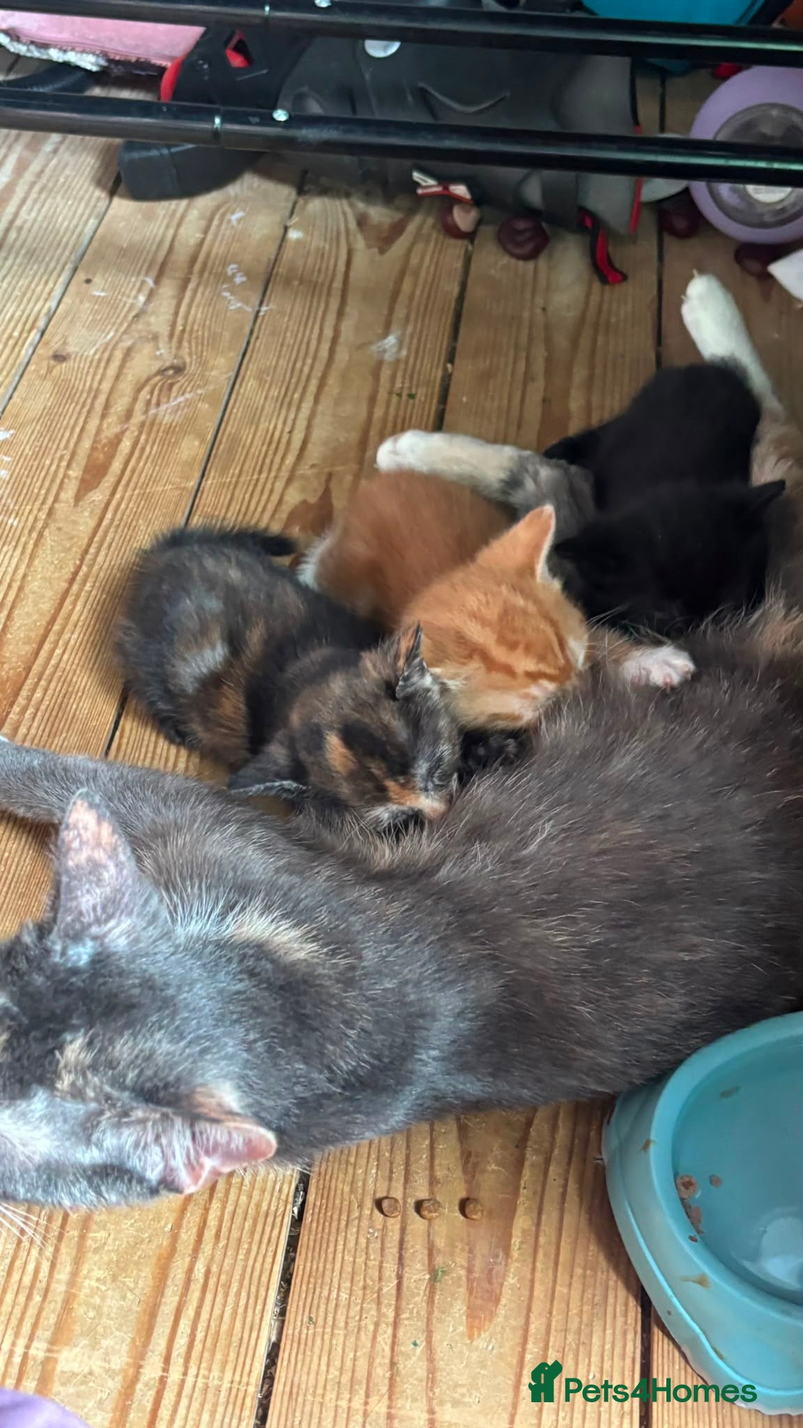 British Shorthair cats for sale: 4 mixed British shorthair gorgeous kittens - Advert 3