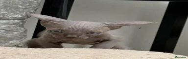 Sphynx Kitten 2