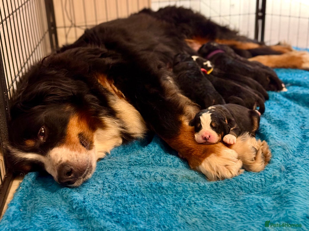 Bernese Mountain Dog dogs for sale: KC Registered Bernese Mountain Dog Puppies - Advert 2