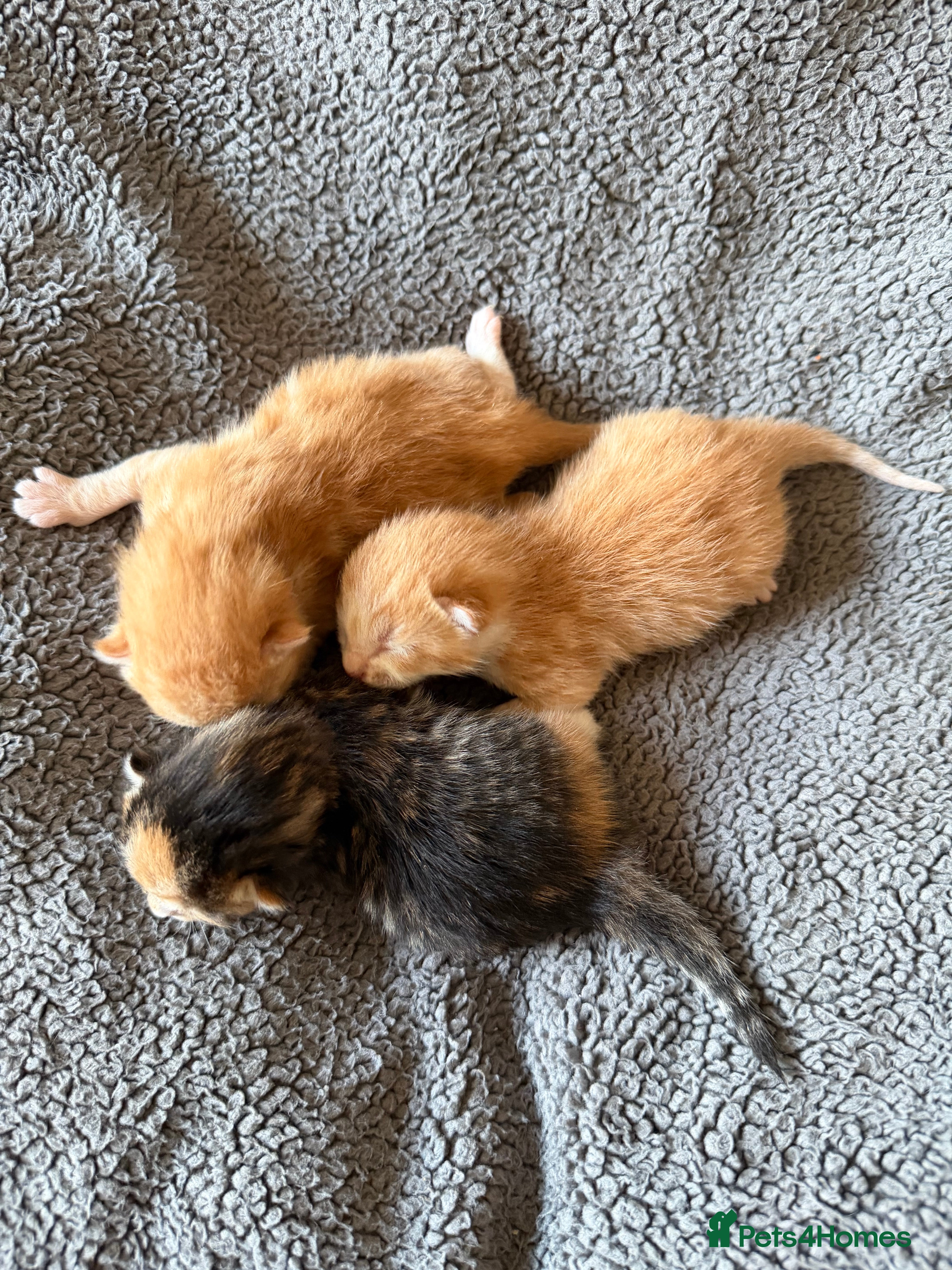 Mixed Breed cats 3 Gorgeous Kittens in Cardiff - Advert 1