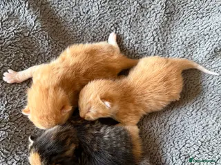 Mixed Breed cats 3 Gorgeous Kittens in Cardiff - Advert 1