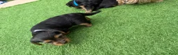Yorkshire Terrier dogs for sale: Yorkshire Terrier  in Colchester - Advert 21