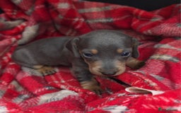 Miniature Dachshund dogs for sale: Stunning Minature Dachshund Babies - Image 2