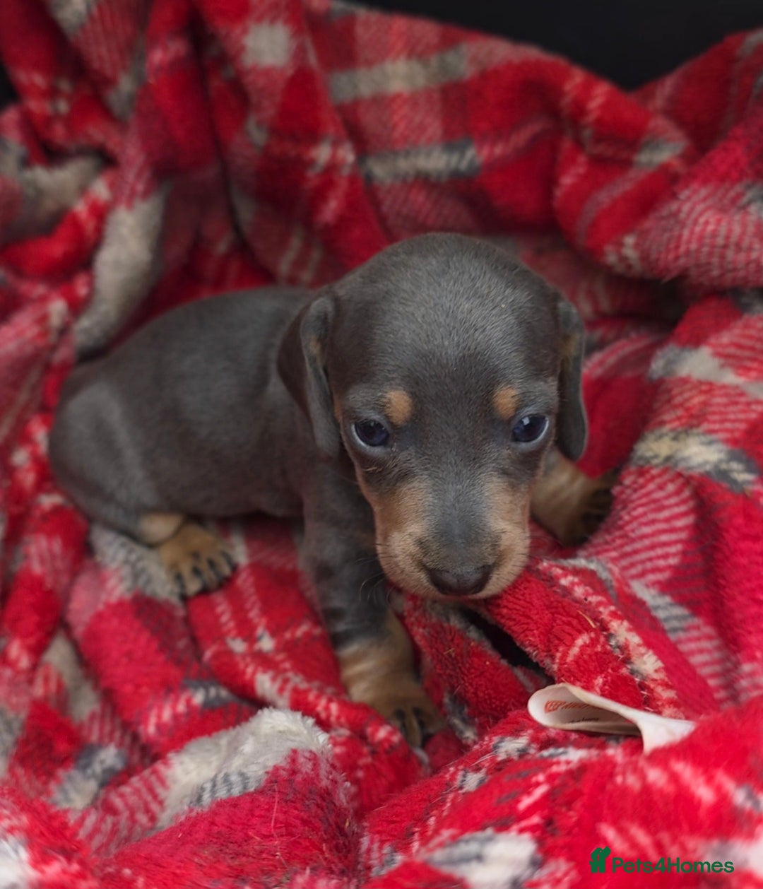 Miniature Dachshund dogs for sale: Stunning Minature Dachshund Babies - Image 2