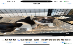 Jack Russell dogs for sale: Jack Russell pups  - Image 8