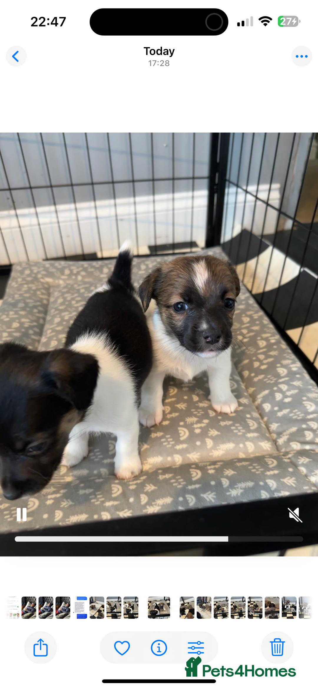 Jack Russell dogs for sale: Jack Russell pups  - Image 8