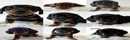 Miniature Dachshund dogs for sale: Miniature Dachshund Puppies - Advert 3