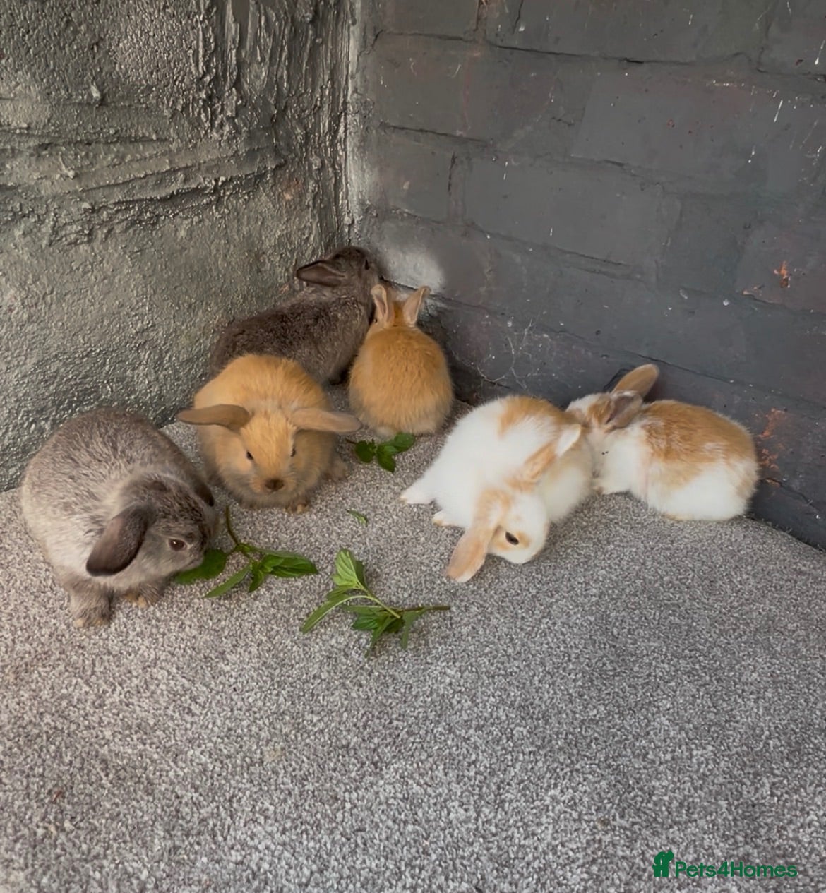 Mini Lop rabbits Mini lop rabbit  - Advert 1