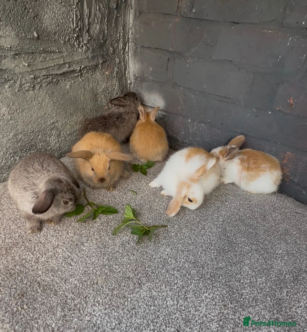 Mini Lop rabbits for sale: Mini lop rabbit  - Advert 1