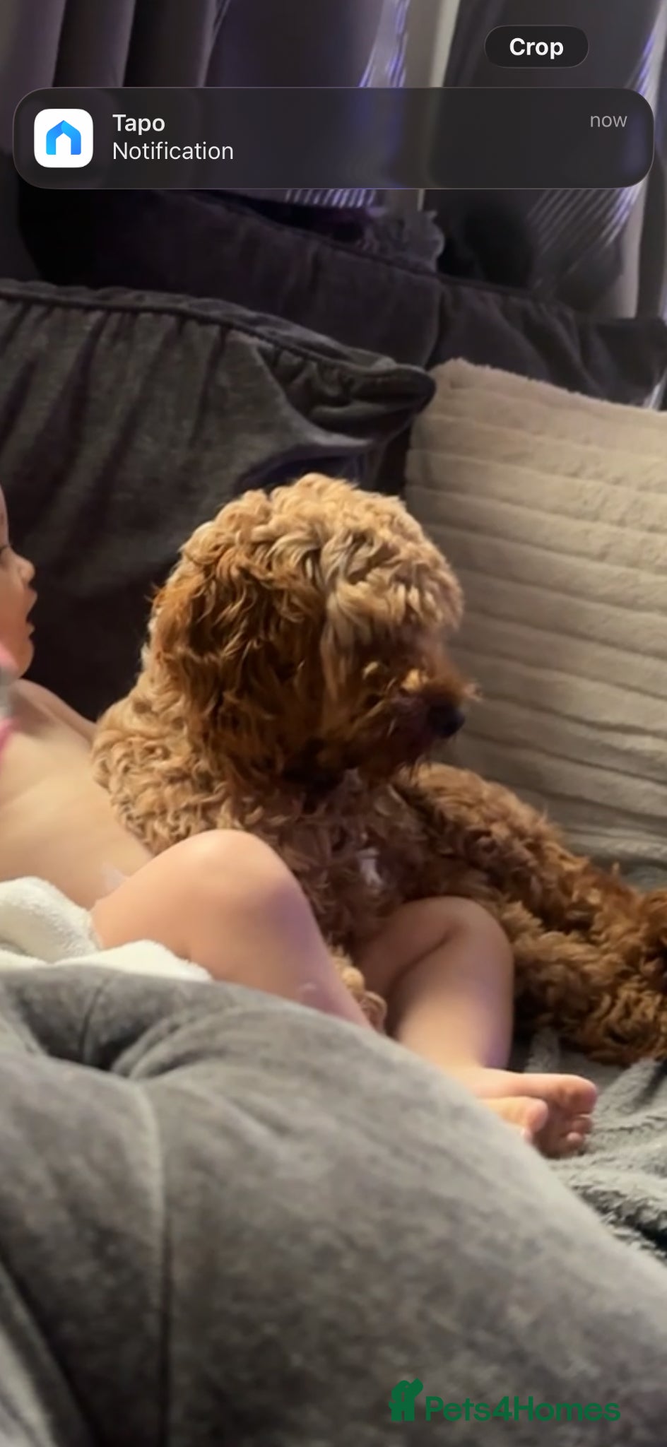 Cockapoo dogs Cockapoo  - Advert 1