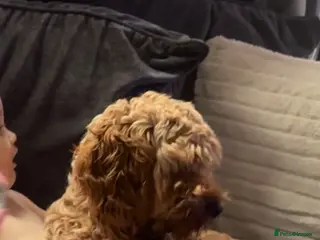 Cockapoo dogs Cockapoo - Advert 11