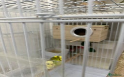 Budgerigars birds for sale: A pair of budgies with cage and some food - Image 4