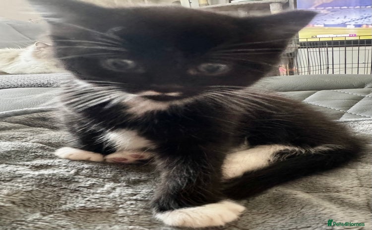 Persian cats - Advert 10