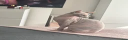 Sphynx cats for sale: Female Sphynx kitten - Advert 4