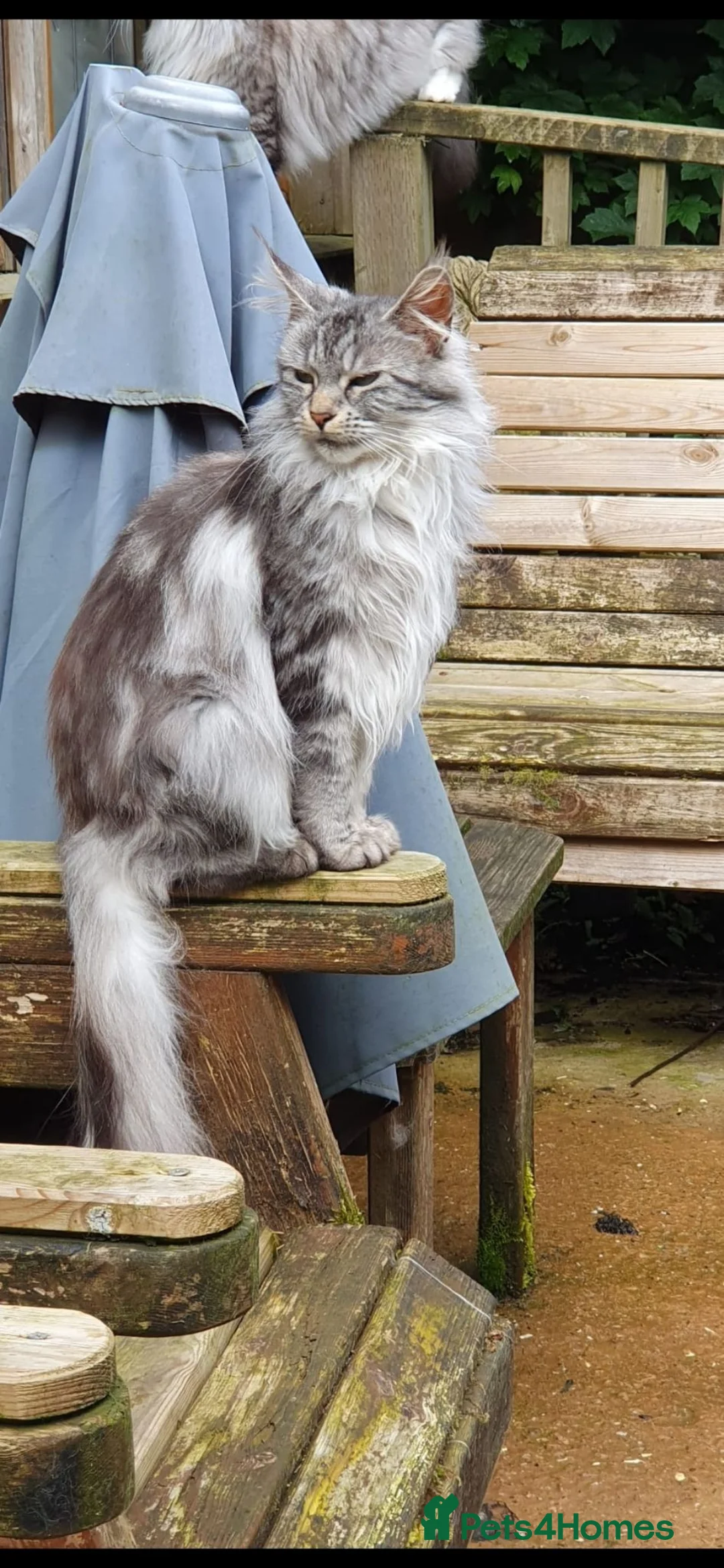 Maine Coon cats for sale: 3 year old Silver Classic Tabby Main Coon - Advert 2
