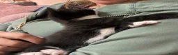 Domestic Shorthair cats for sale: Teeny tiny domestic short haired female kitten  - Advert 7