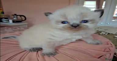 Persian cats Pedigree Persian Himilayan kittens - Advert 1