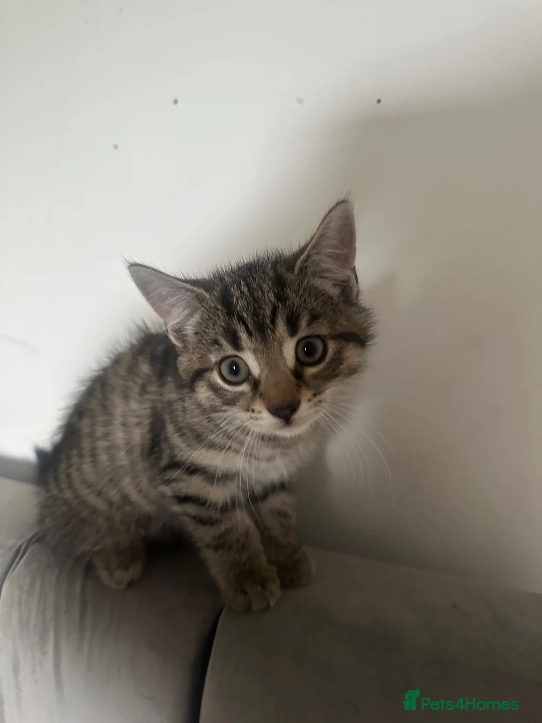 Bombay cats for sale: 3 boys 2 girl kittens need gone asap £10 in Stevenston - Advert 2