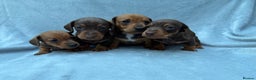 Miniature Dachshund dogs for sale: Gorgeous Miniature smooth Dachshunds  - Advert 3