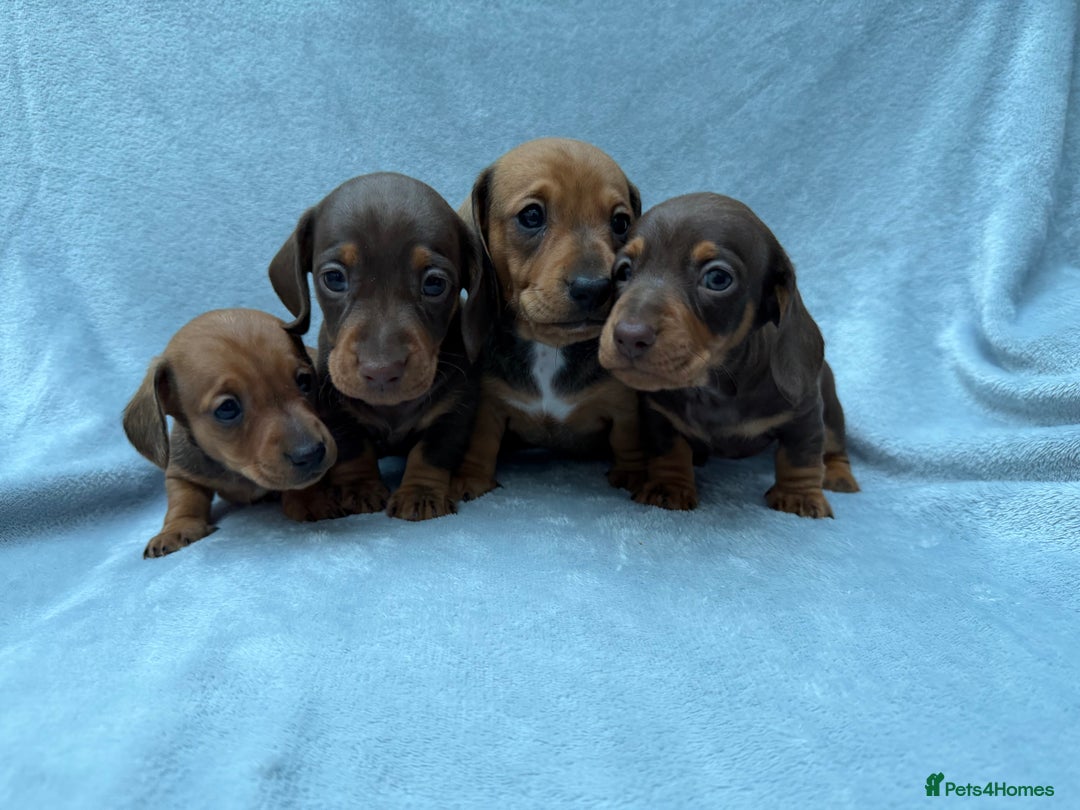 Miniature Dachshund dogs for sale: Gorgeous Miniature smooth Dachshunds  - Advert 3
