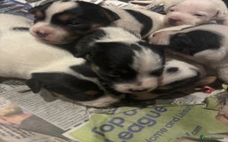 Parson Russell dogs for sale: Gorgeous Parson x Jack Russell’s  - Image 5