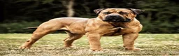 Boerboel dogs for sale: Females available from Topguard Kennels   - Advert 16