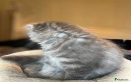Scottish Fold cats for sale: Stunning long hair Scottish fold  - Image 3