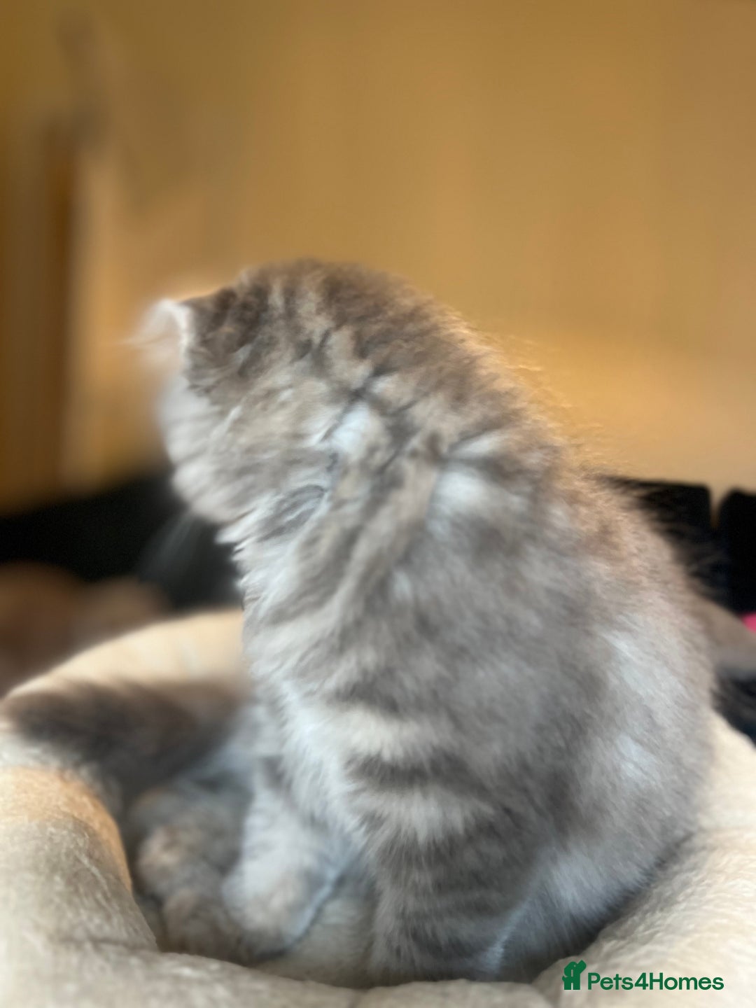 Scottish Fold cats for sale: Stunning long hair Scottish fold  - Image 3