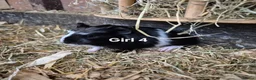 Guinea Pig rodents for sale: Mixed litter of Guinea pigs - Advert 9