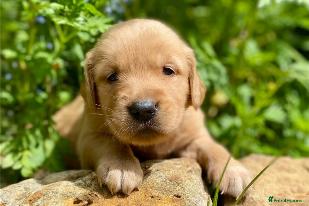 Golden Retriever dogs for sale: Beautiful Golden Retriever Puppies – Family Raised - Image 16