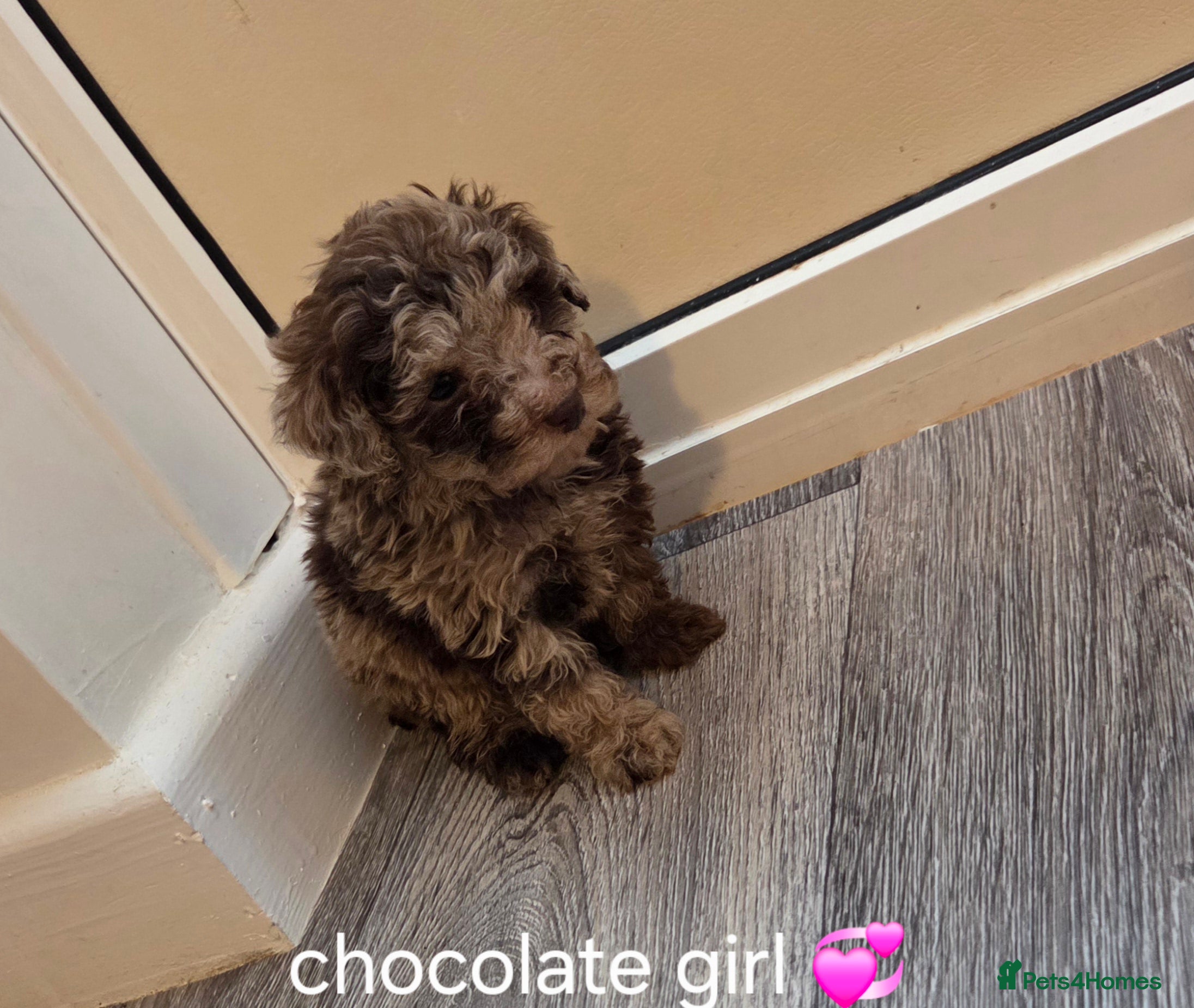 Toy Poodle dogs Gorgeous littler of x ** mall toy poodles  - Advert 4
