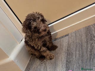 Toy Poodle dogs Gorgeous littler of x ** mall toy poodles - Advert 5