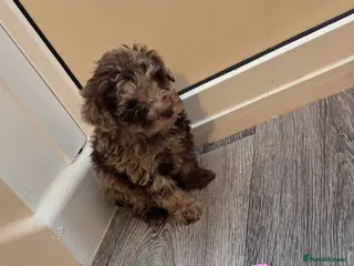 Toy Poodle dogs Gorgeous littler of x ** mall toy poodles - Advert 17